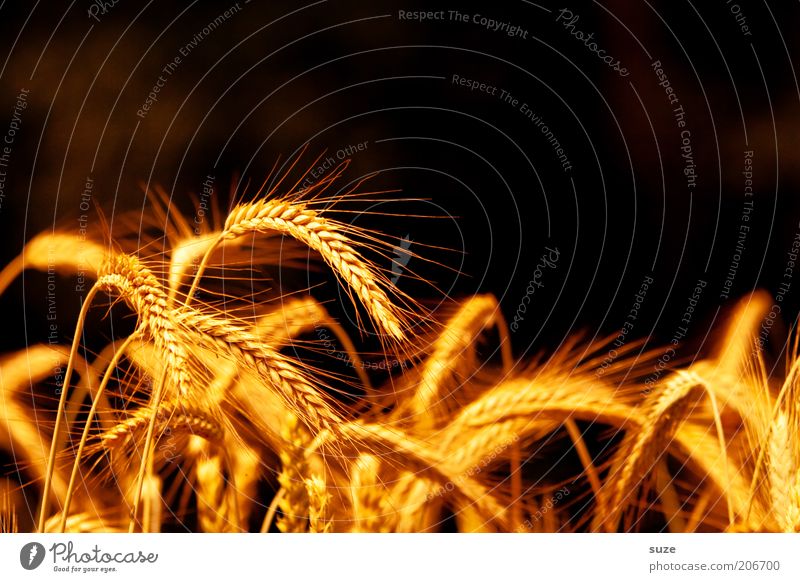 Ährentitel Lebensmittel Getreide Bioprodukte Sommer Umwelt Natur Landschaft Pflanze Nutzpflanze leuchten Wachstum natürlich gelb gold Granne Ernte Gerste Weizen