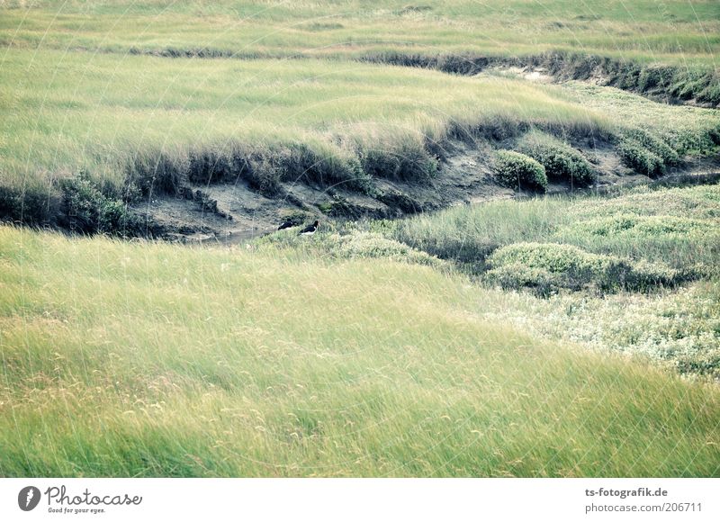 Austernfischer-Suchbild Umwelt Natur Landschaft Pflanze Gras Sträucher Grünpflanze Wiese Küste Nordsee Wattenmeer Priel Nordseeküste Nationalpark Erosion