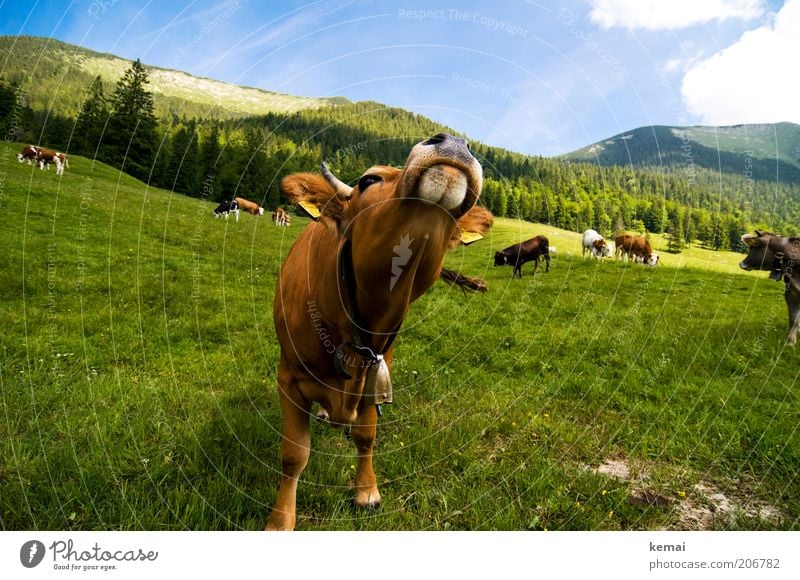 Kuh-Posing Umwelt Natur Landschaft Tier Himmel Wolken Sommer Klima Schönes Wetter Gras Hügel Alpen Berge u. Gebirge Bayrische Voralpen Nutztier Tiergesicht Kopf