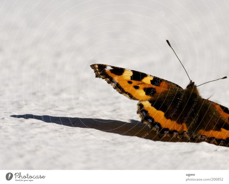 zwischenlandung Tier Schmetterling 1 authentisch schön nah Fühler Farbfoto Außenaufnahme Nahaufnahme Tag Licht Schatten Schwache Tiefenschärfe