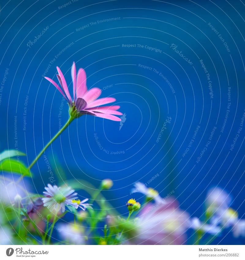 Blume schön Duft Sommer Dekoration & Verzierung Umwelt Natur Pflanze blau Gänseblümchen Margerite Orchidee Farbfoto mehrfarbig Außenaufnahme Nahaufnahme