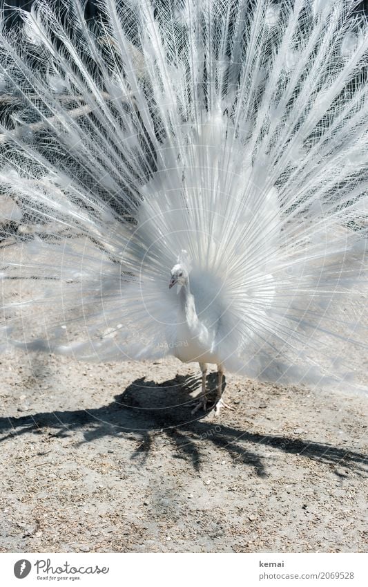 Weißer Pfau Umwelt Natur Tier Erde Sommer Schönes Wetter Haustier Nutztier Vogel 1 Blick stehen außergewöhnlich Coolness elegant exotisch gigantisch groß schön