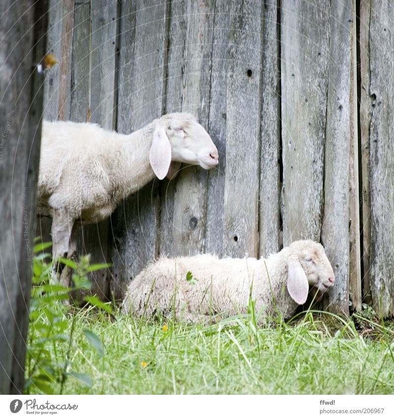 Schafe im Profil Gras Wiese Holzwand Tier Nutztier 2 Tierpaar Tierjunges Tierfamilie hocken stehen Zusammensein natürlich Zufriedenheit Vertrauen Schutz