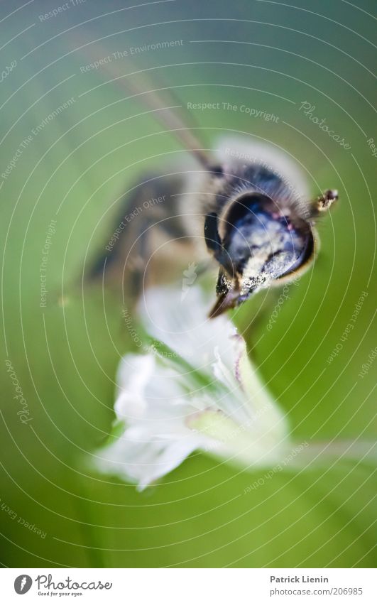 World in my eyes Umwelt Natur Pflanze Tier Sommer Blume Wildtier Biene Tiergesicht Flügel 1 fliegen Reflexion & Spiegelung Blüte anschaulich nah schön losgelöst