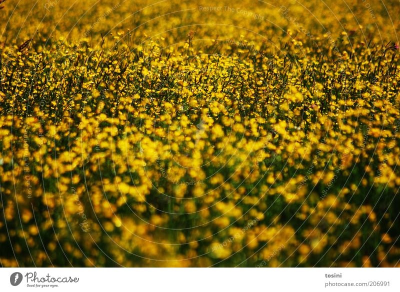 Gelbes Meer Umwelt Natur Landschaft Pflanze Blume Gras Wildpflanze Wiese Feld gelb Blühende Landschaften Farbfoto Außenaufnahme Menschenleer Textfreiraum unten