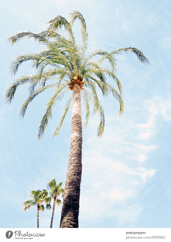 palmen Umwelt Pflanze Himmel Wolken Sommer Schönes Wetter Baum Blatt Wildpflanze Palme Küste Strand Holz exotisch Zusammenhalt Außenaufnahme Menschenleer
