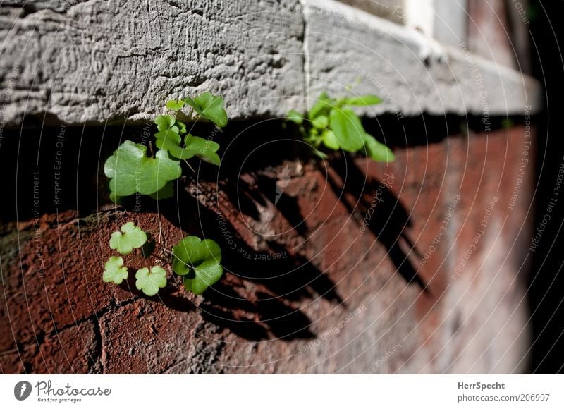 Tollkühne Ritzensprießer Pflanze Blatt Grünpflanze Mauer Wand Backstein frisch klein grün rot Lebenskraft Überlebenskampf Naturwuchs Wachstum Farbfoto