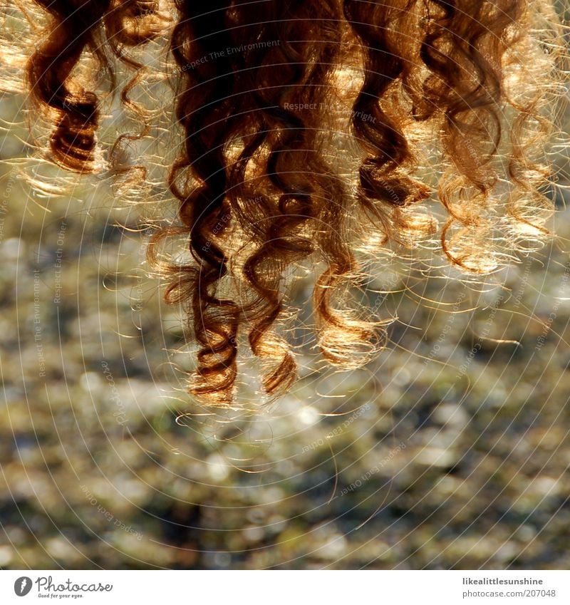 Locken Haare & Frisuren brünett rothaarig braun Farbfoto Außenaufnahme Tag Kontrast Gegenlicht Schwache Tiefenschärfe lockig Spirale durchleuchtet Haarpflege