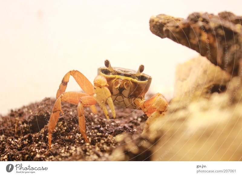 Harlekinkrabbe (Cardisoma armatum) oder auch Rocky Tier Haustier Wildtier Krabbe Terrarium Schere Krustentier Krebstier 1 Tierjunges Blick braun gelb orange