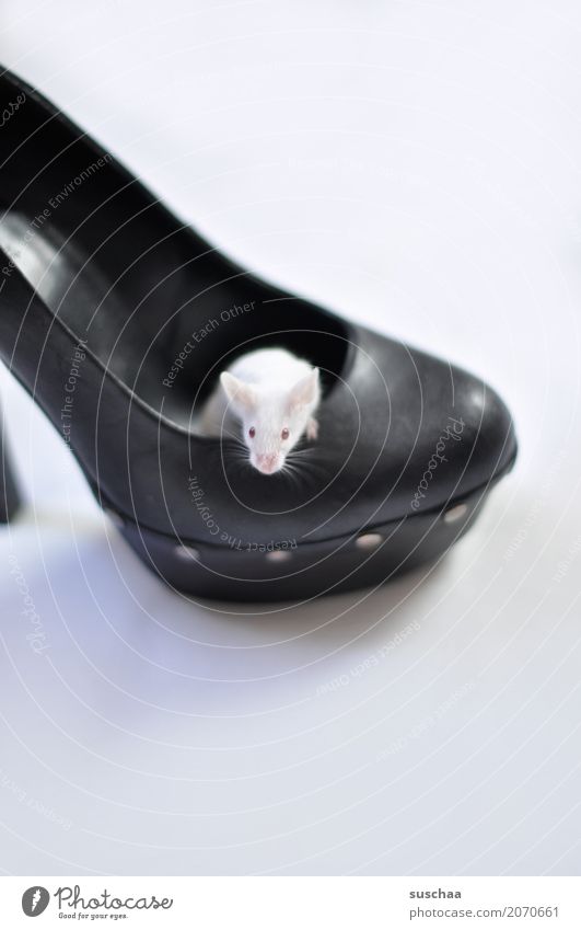 maus im schuh Maus Farbmaus weisse Maus Haustier Nagetiere niedlich klein Häusliches Leben Domizil Hausbesetzung Schutz Angst Ekel Schuhe Damenschuhe Albino