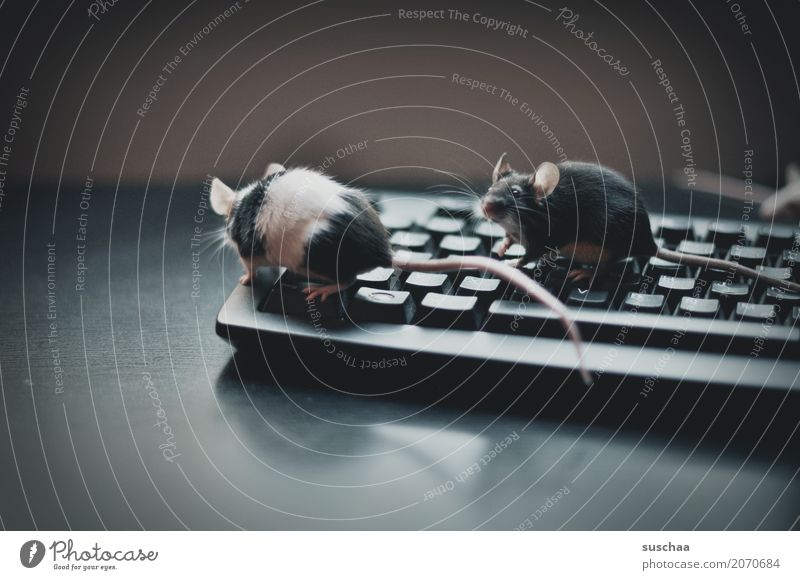 tastatur und mäuse Tastatur Computer modern Arbeit & Erwerbstätigkeit Büro moderne Kommunikation Arbeitsplatz Fortschritt altmodisch schreiben Maus Mäuse Tier