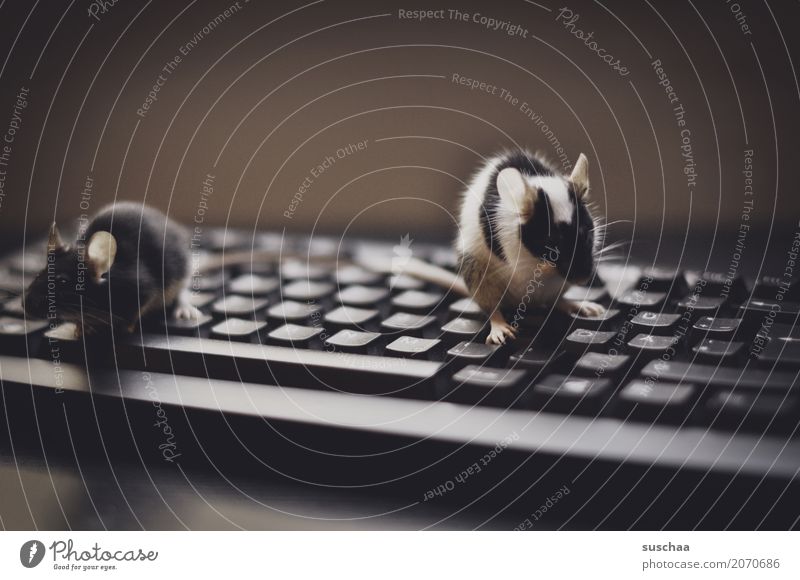 .. tanzen die mäuse auf der tastatur Tastatur Computer modern Arbeit & Erwerbstätigkeit Büro moderne Kommunikation Arbeitsplatz Fortschritt altmodisch schreiben