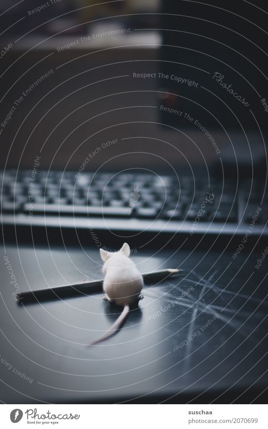 maus und stift Maus Tier Haustier Säugetier Neugier Büro tierisch lustig Tastatur Schreibtisch Arbeitsplatz Computer niedlich winzig Ohr Angst Vorsicht Ekel