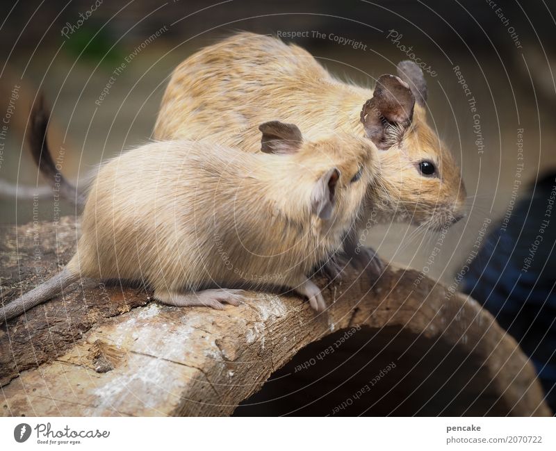 pssst! Wildtier 2 Tier Holz hocken hören Kommunizieren Nagetiere Flüstern Ohr degu trugratten Farbfoto Außenaufnahme Tierporträt