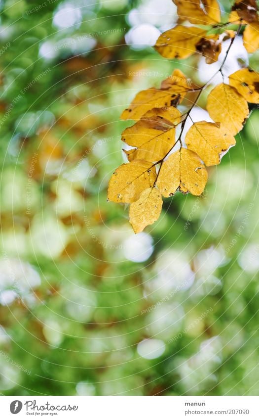 vergilbt Natur Herbst Baum Blatt Zweig Zweige u. Äste herbstlich Herbstfärbung Herbstbeginn Vergänglichkeit Wandel & Veränderung Farbfoto Außenaufnahme