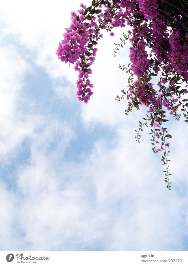 Bougainvilla Sommer Natur Pflanze Schönes Wetter Bougainvillea Blühend hängen elegant exotisch blau violett weiß Blauer Himmel Wolken Wolkenhimmel Farbfoto