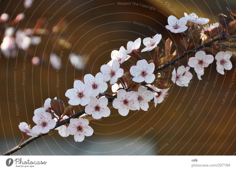 Kirschblütenzweig im Frühling Umwelt Natur Pflanze Blüte ästhetisch schön Blütenblatt zart Zweig weiß rosa bräunlich Zierkirsche Farbfoto Außenaufnahme