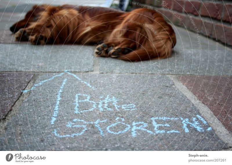 Störenfried. Kreide Haustier Hund Fell Pfote 1 Tier schlafen lustig blau nerven provokant Pfeil Siesta auffordern Hinweis Unsinn Straßenhund Kreidezeichnung