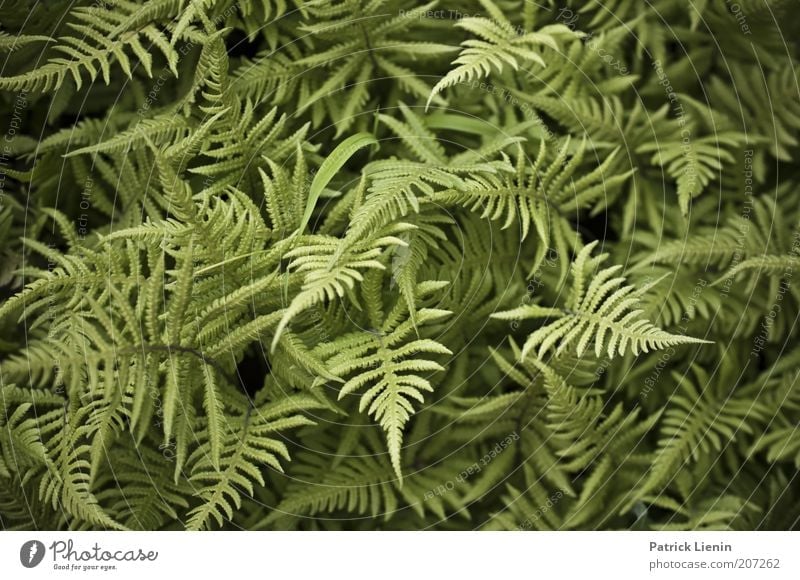 grünes Durcheinander Umwelt Natur Pflanze Sommer frisch Farn durcheinander Spitze ruhig Kontrast Farbfoto Detailaufnahme Menschenleer Tag Farnblatt