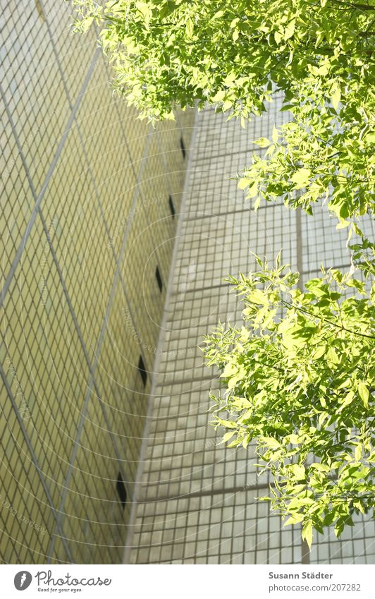 grüner Zweig im Plattenhimmel Umwelt Baum Haus Hochhaus hell Plattenbau Fliesen u. Kacheln Fassade Wand Farbfoto mehrfarbig Menschenleer Textfreiraum links