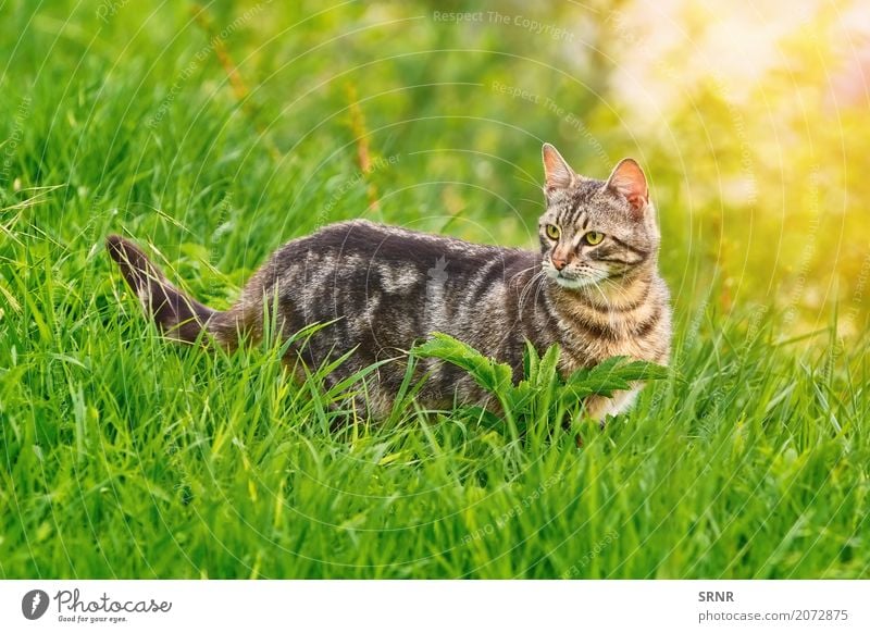 Katze im Gras Umwelt Natur Tier kurzhaarig Haustier stehen fleischfressend heimisch Hauskatze domestiziert glücklich Wildkatze halbwild Säugetier outbred