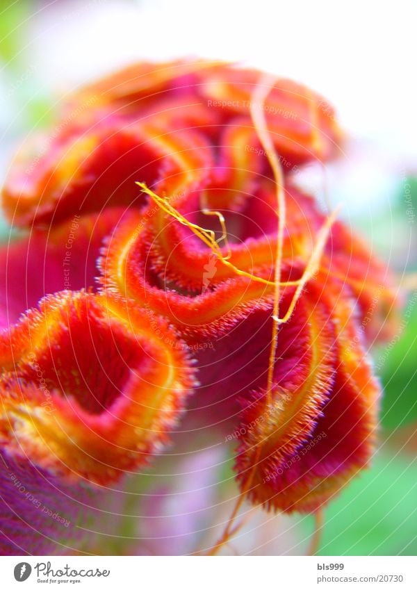 Blumig Makroaufnahme Blume Pflanze rot Natur