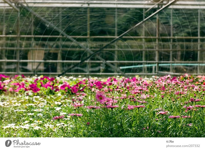 Blumenwiese hinter Glas Frühling Sommer Schönes Wetter Pflanze Sträucher Nutzpflanze Bauwerk Gebäude Architektur Gewächshaus Blühend Duft grün rosa Farbfoto
