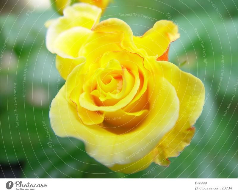 Rose - 2 gelb Blume Garten Natur
