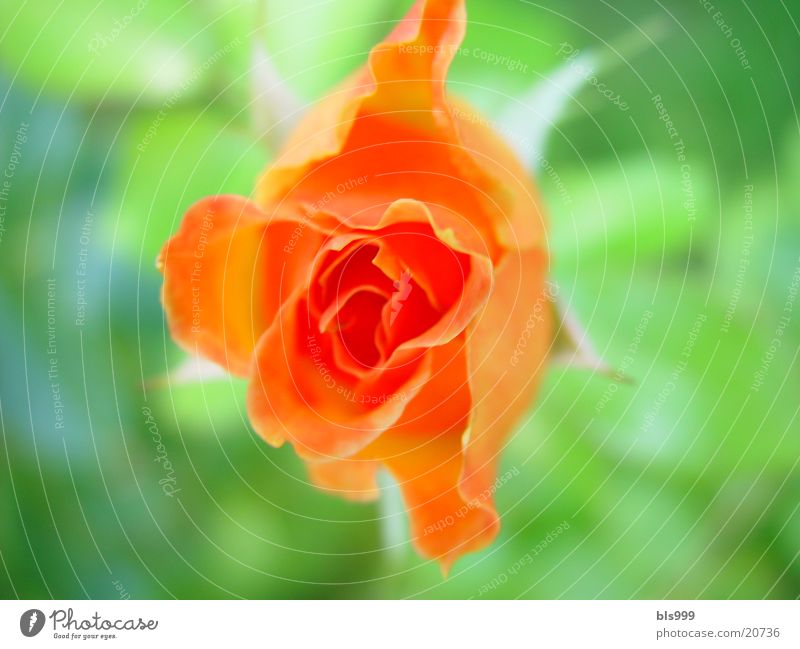 Rosenpracht Pflanze Blume orange Natur