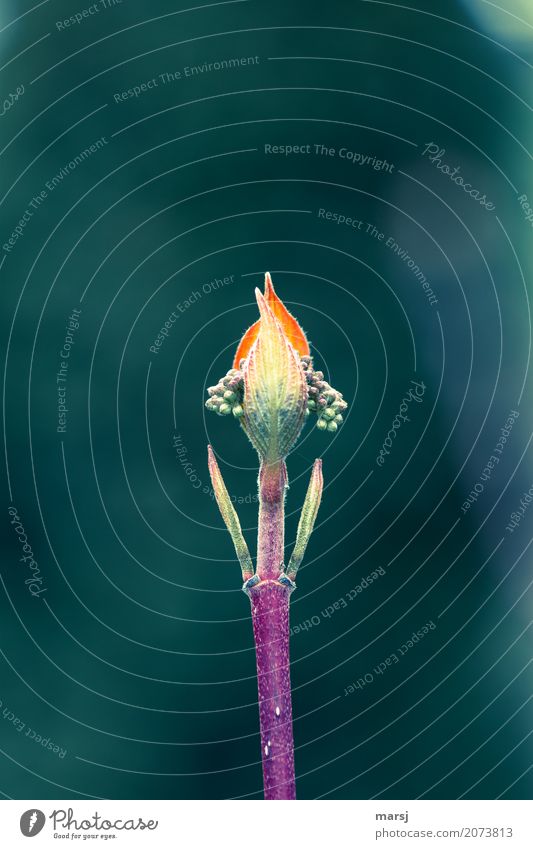 !Trash! 2017 | Frühstart ins neue Jahr Natur Pflanze Blütenknospen Hartriegel Stengel Blatt Kugel einzigartig natürlich dünn grün Geborgenheit Hoffnung Beginn
