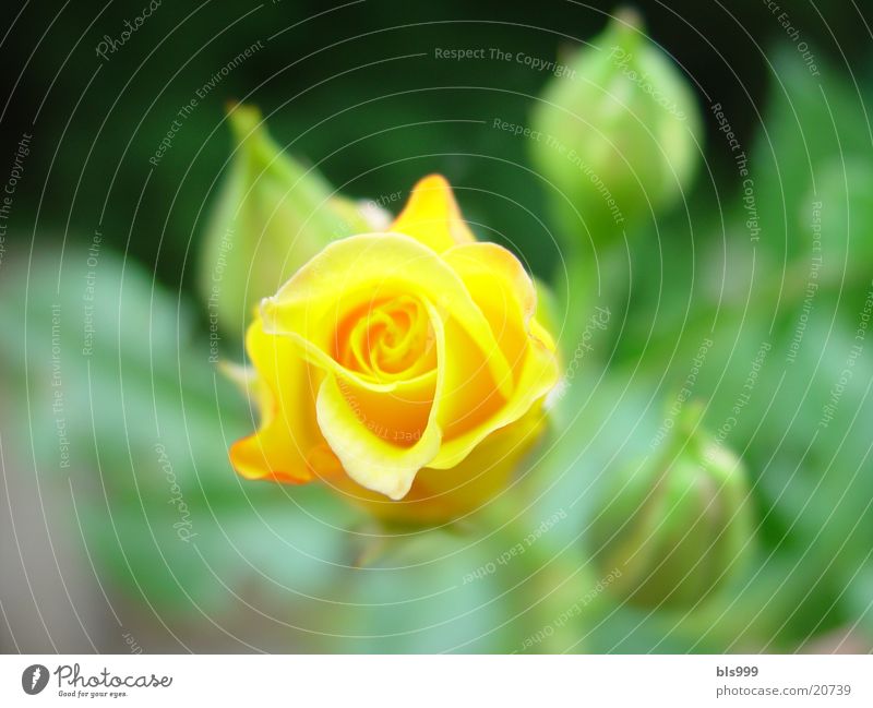 gelbe Schönheit Rose Blume Natur Garten