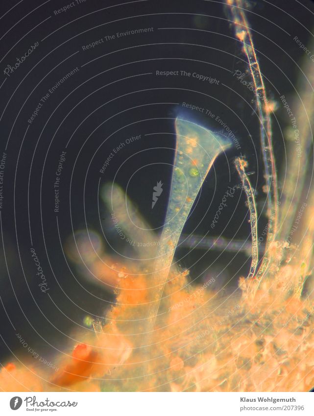 Trompetentierchen, Stentor, in natürlicher Umgebung in Dunkelfeldbeleuchtung harmonisch Tier 1 Mikroskop Fressen blau mehrfarbig gold schwarz ruhig