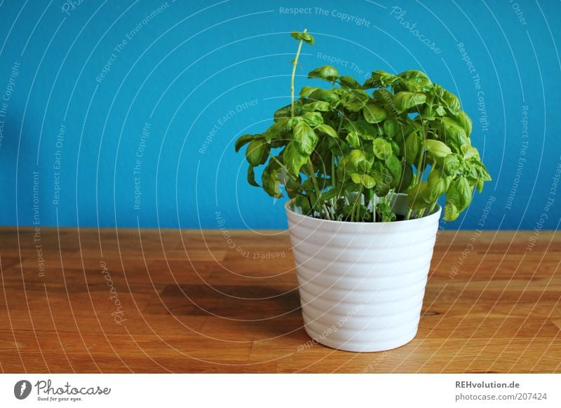 "Sehr liebensgewürzig!" Tisch Holz blau grün Basilikum Kräuter & Gewürze Pflanze Topfpflanze lecker geschmackvoll Wand einfach zyan natürlich ökologisch
