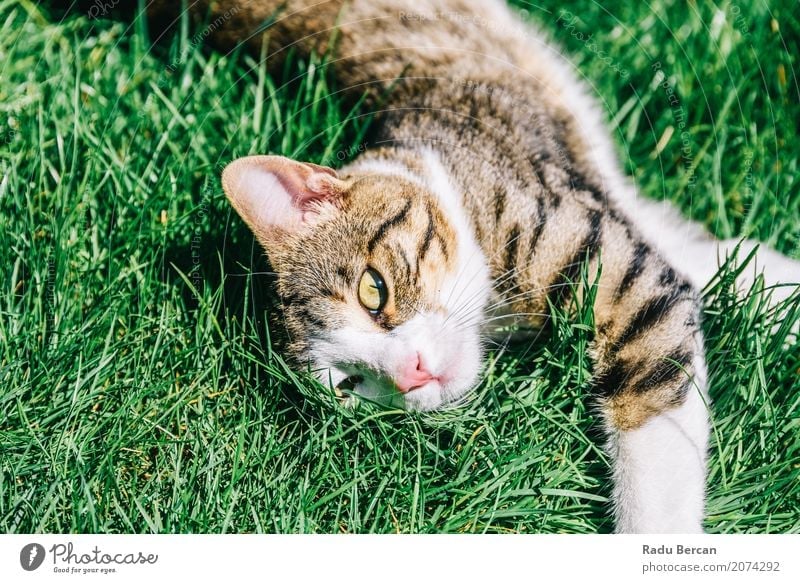 Porträt der netten inländischen Tabby-Katze, die im Gras spielt Sommer Garten Natur Tier Wiese Haustier Tiergesicht 1 genießen Spielen Fröhlichkeit kuschlig