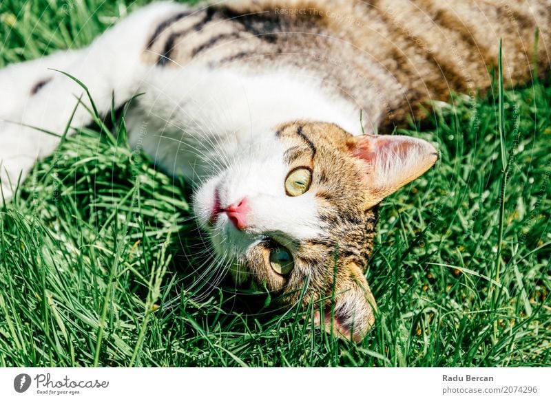 Porträt der netten inländischen Tabby-Katze, die im Gras spielt Sommer Garten Umwelt Natur Pflanze Tier Park Wiese Haustier Tiergesicht 1 beobachten