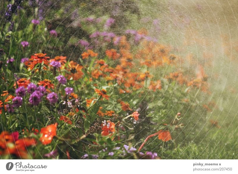Sommerregen Natur Schönes Wetter Garten heiß kalt Regen Blume mehrfarbig Erfrischung Kühlung Rasensprenger violett orange Außenaufnahme Sonnenlicht Blumenwiese
