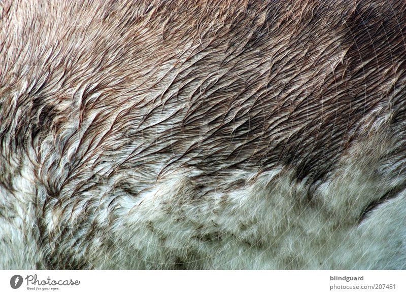 Wet Donkeyhair Tier Haustier Nutztier Fell Streichelzoo 1 stehen nass natürlich braun grau weiß Esel feucht weich Strukturen & Formen Farbfoto Außenaufnahme