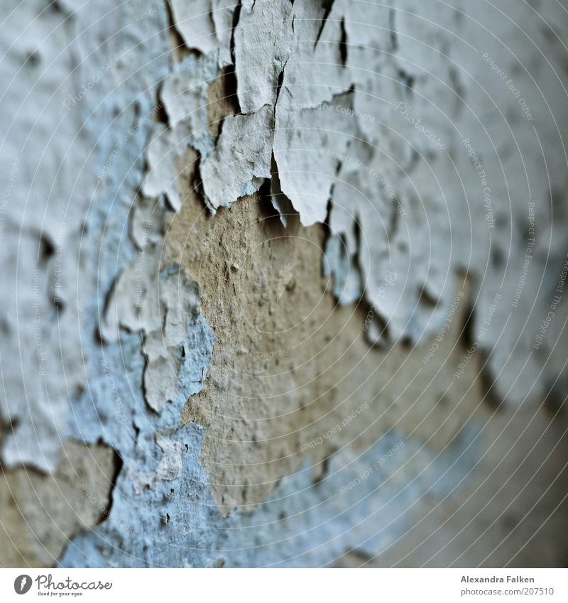 Hautalterung II Tapete Schimmelpilze abblättern Farbstoff grau hell-blau porös Innenaufnahme Wand verfallen Verfall Zahn der Zeit Makroaufnahme verwohnt Tag