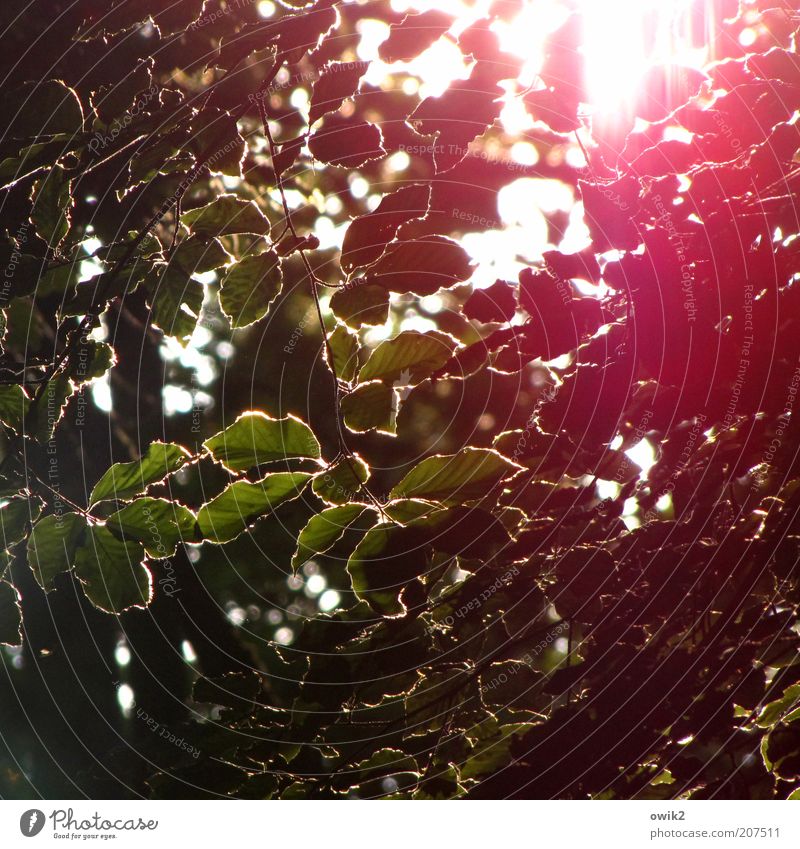 Photosynthese Umwelt Natur Pflanze Luft Sonne Sonnenlicht Sommer Klima Wetter Schönes Wetter Wärme Baum Blatt Grünpflanze Wildpflanze Wald Laubwald Ardennen