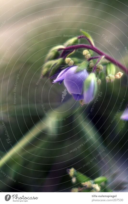 1001 Natur Pflanze Sommer Blume Blüte verblüht natürlich schön violett Farbe Vergänglichkeit Vergißmeinnicht Unschärfe Pflanzenteile Stengel Wiesenblume