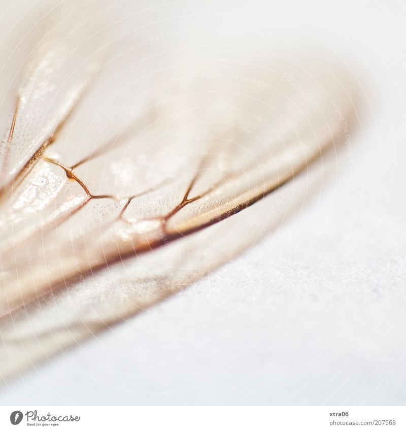 flügel Tier Flügel ästhetisch zart Insekt Makroaufnahme Farbfoto Innenaufnahme Nahaufnahme Detailaufnahme Hintergrund neutral Schwache Tiefenschärfe