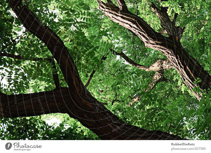 unter Bäumen Umwelt Natur Landschaft Sommer Pflanze Baum ästhetisch gigantisch braun grün Farbfoto Außenaufnahme Strukturen & Formen Tag Licht Schatten