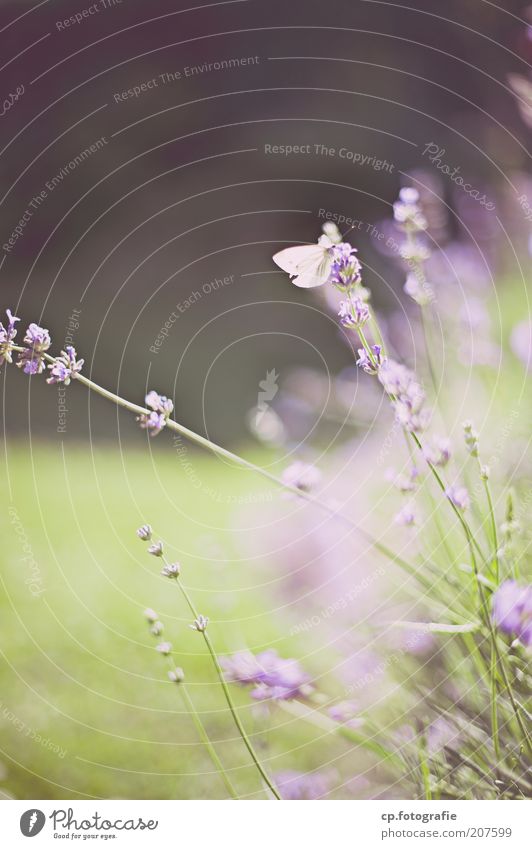 Purple 2 Sommer Natur Pflanze Tier Blume Lavendel Schmetterling 1 Duft natürlich Außenaufnahme Schwache Tiefenschärfe