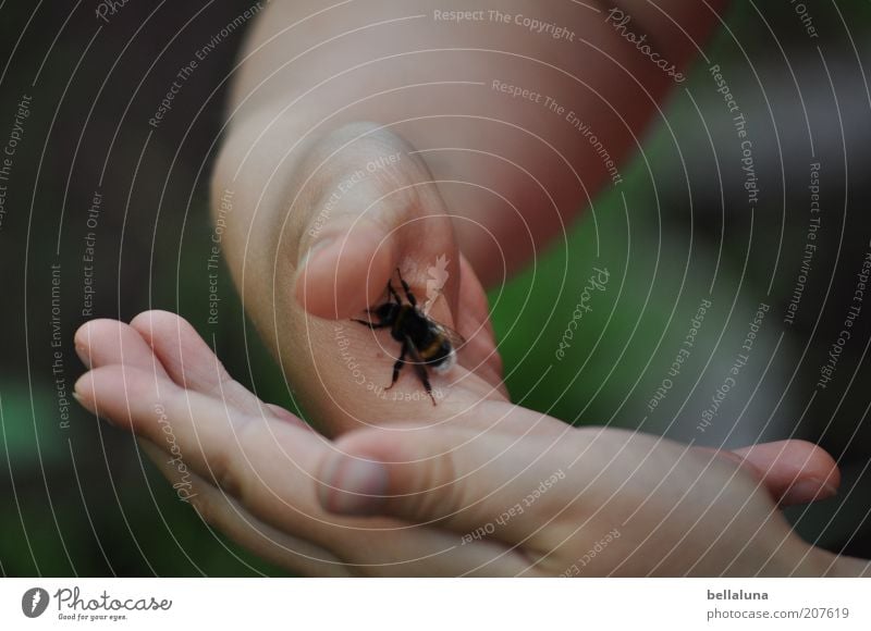 Flieg, kleine Hummel! Mensch feminin Kind Kindheit Leben Hand Finger 1 Umwelt Natur Tier Wildtier festhalten Insekt krabbeln haltend Kontakt Tierliebe entdecken