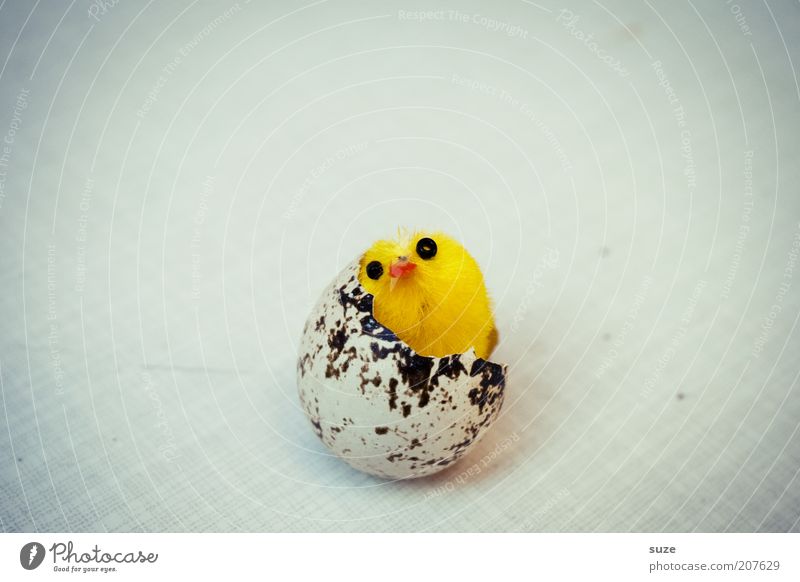 Reifeprüfung Dekoration & Verzierung Ostern Vogel frisch Kitsch lustig neu gelb Beginn Küken Ei Eisprung Eierschale Geburt reif Hühnerei Osterküken