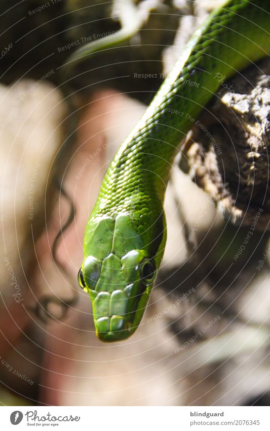 Snakebite Tier Schlange Tiergesicht Schuppen 1 ästhetisch bedrohlich grün Wachsamkeit falsch uneinig Reptil Sünde Paradies Farbfoto Nahaufnahme Detailaufnahme