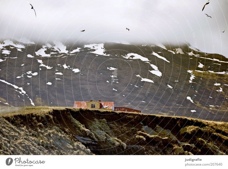 Island Umwelt Natur Landschaft Tier Himmel Wolken Berge u. Gebirge Fjord Haus Einfamilienhaus Bauwerk Gebäude Vogel Möwe Tiergruppe fliegen Stimmung Farbfoto