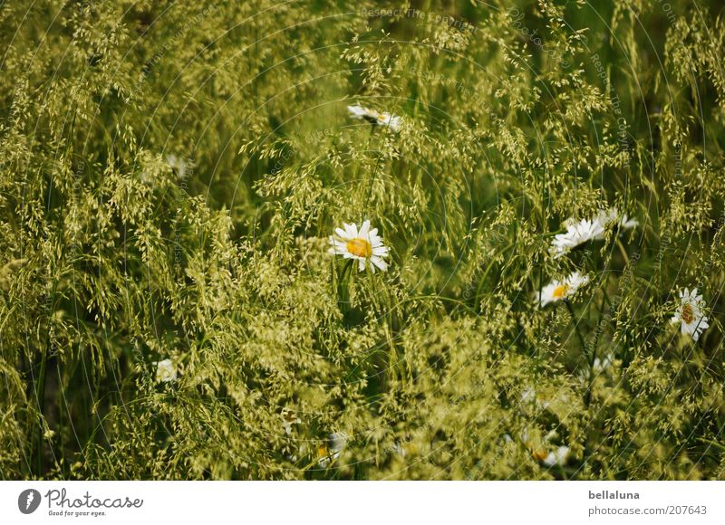 wundervoller Sommer Umwelt Natur Pflanze Klima Wetter Schönes Wetter Wärme Blume Gras Blüte Grünpflanze Wildpflanze Wiese Feld Wachstum schön Margerite