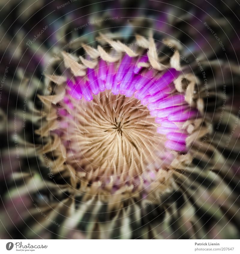 erste Blüten Umwelt Natur Pflanze Blume Blühend Duft leuchten authentisch rund schön aufgehen stachelig Farbfoto Makroaufnahme Menschenleer Unschärfe violett