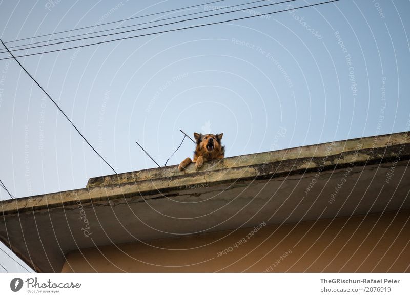 Wachhund Tier Hund 1 blau braun schwarz bewachen Bellen Dach Hochspannungsleitung Pfote nutzlos Himmel Schnauze Kuba Farbfoto Außenaufnahme Menschenleer
